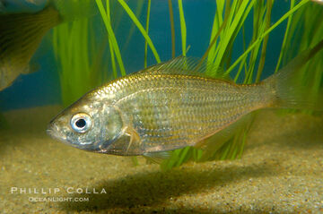 Shiner Perch | NatureRules1 Wiki | Fandom