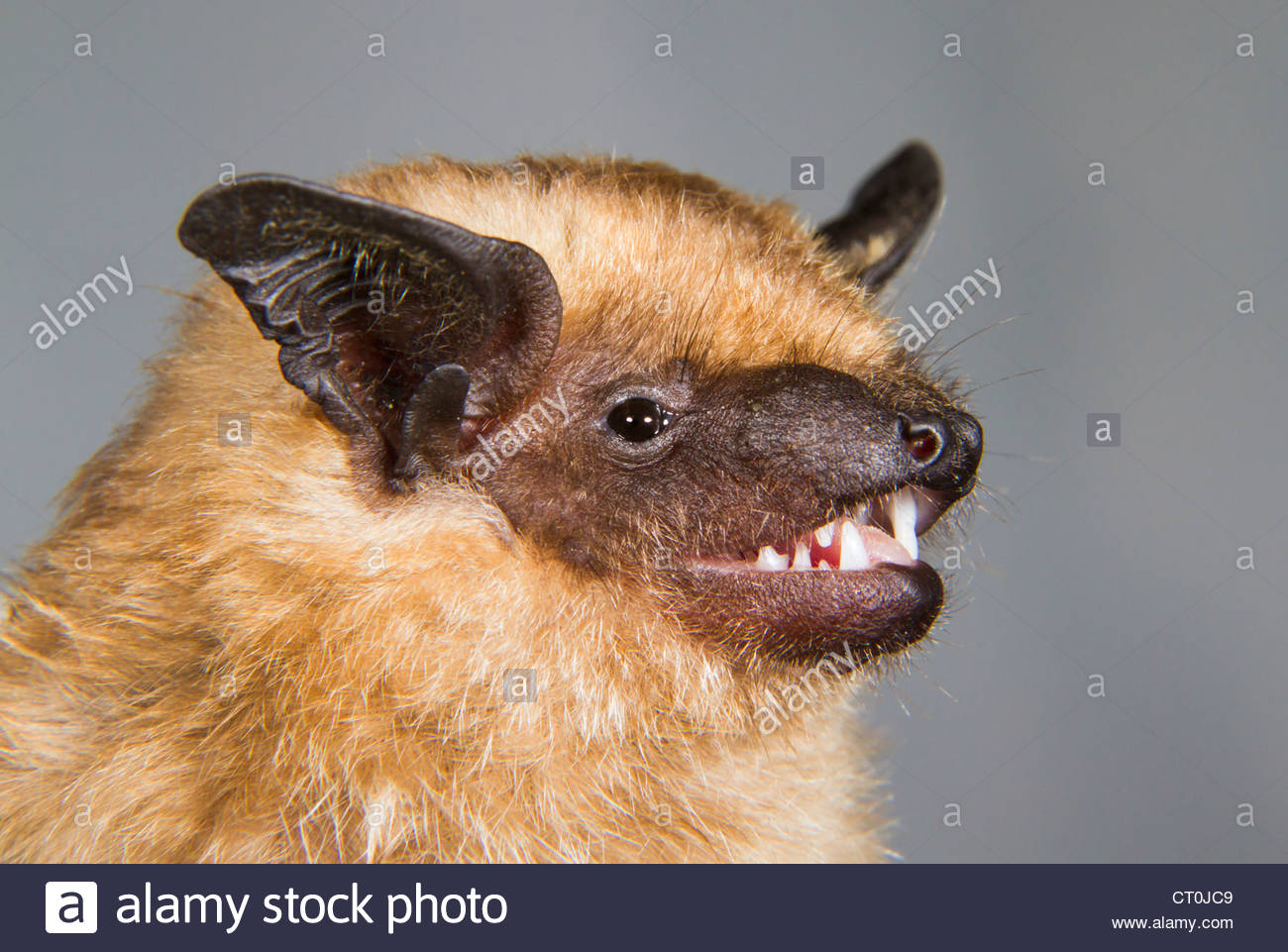 Serotine Bats Mate Without Penetration