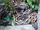 Madagascan Ground Boa