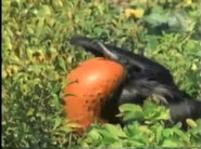 Amazing Animals (1996-1999)