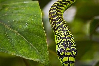 Spiny Bush Viper l Startling Toxicity - Our Breathing Planet