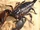 Emperor Scorpion