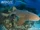 Nurse Shark