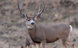 Gaf-muledeer-intel