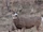 Mule Deer