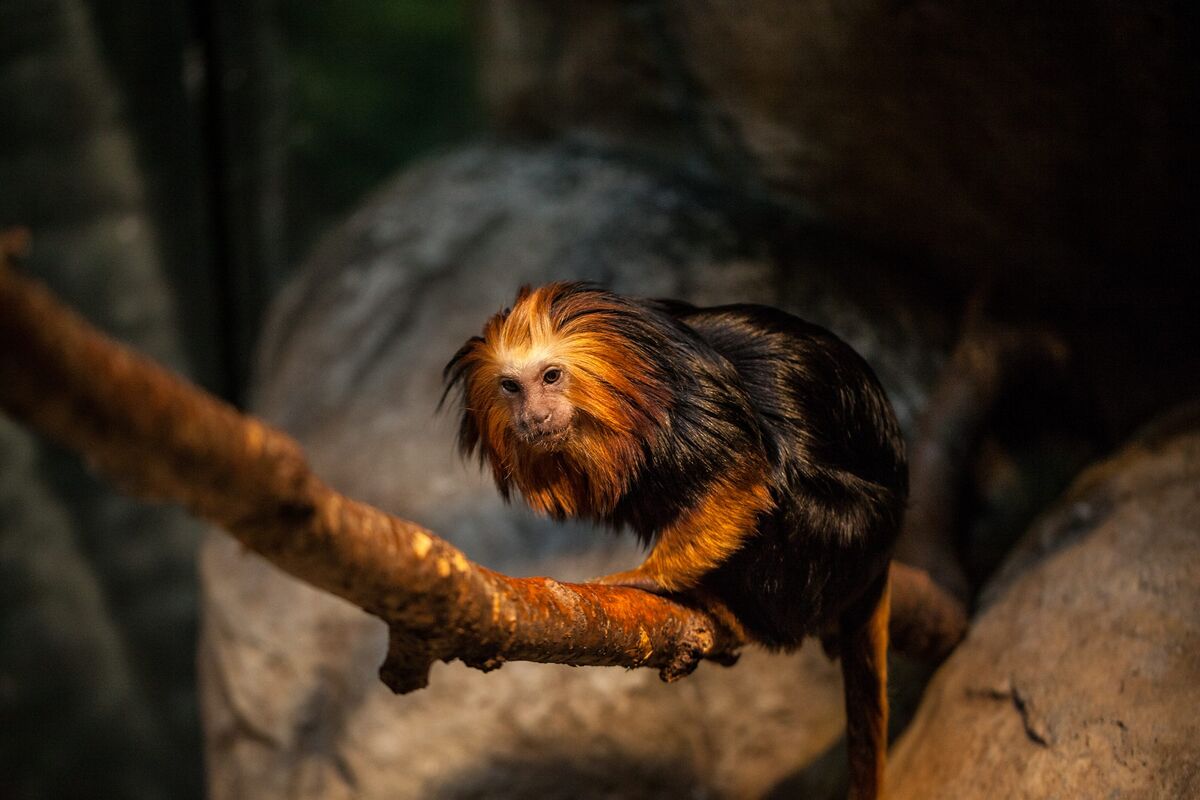 Meet the Animals: Golden-Headed Lion Tamarins - Brevard Zoo Blog