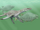Leptocleidus