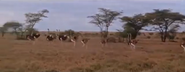 Safari (1956)