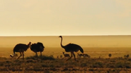 Serengeti (2011)