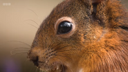 Springwatch (2005-)