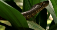 Triumph of Life (2001) “The Mating Game”