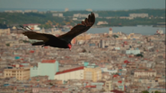 Wild Cuba: A Caribbean Journey (2020)