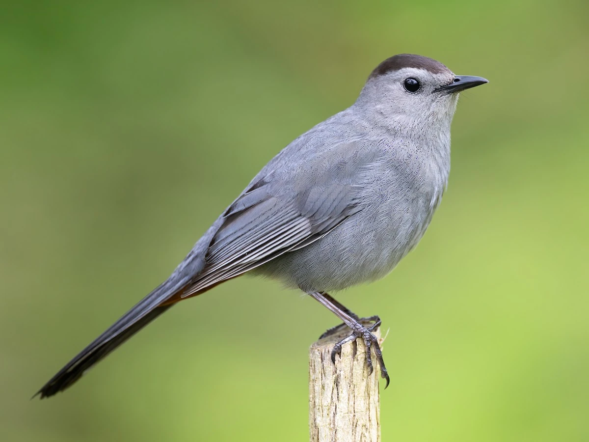 Grey Catbird NatureRules1 Wiki Fandom