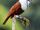 Three-wattled Bellbird