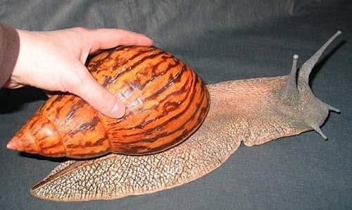 Giant Tiger Snail | NatureRules1 Wiki | Fandom