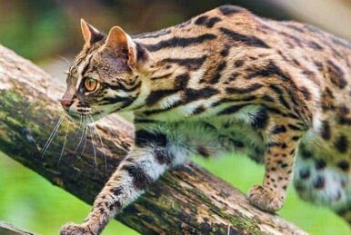 Meet Sushi— The Wildcat Sanctuary's first fishing cat! 🍣🐾 #fishingcat  #fishingcats #rarespecies #rarecat #rescuecat #rescuedcat