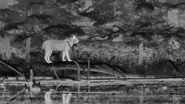 Autumnwatch: New England (2018)