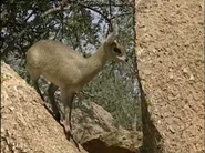 Botswana's Wild Kingdoms (2001)