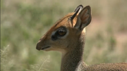 Equator's Wild Secrets (2019)