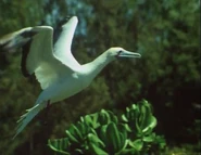 Eyewitness (1994-1997)