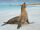 Galápagos Sea Lion