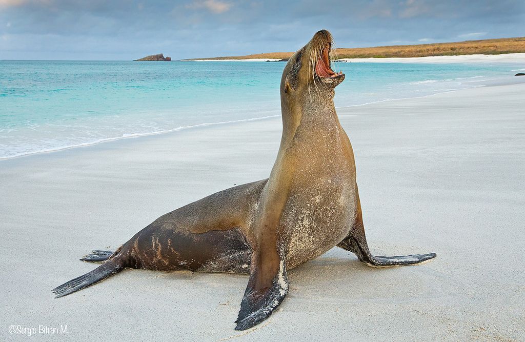 Как выглядит морской лев фото Galápagos Sea Lion NatureRules1 Wiki Fandom