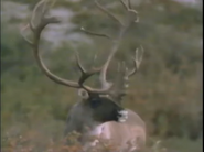 Grizzly Country (1990)