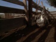 Homeward Bound: The Incredible Journey (1993)