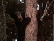 Homeward Bound: The Incredible Journey (1993)