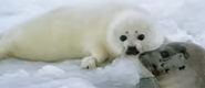 National Geographic Readers Animals That Change Color Harp Seal