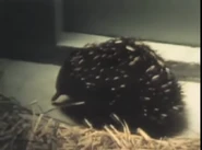 Sesame Street Shorts