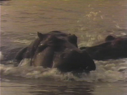 Africa's Stolen River (1988)