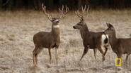 America's National Parks Mule Deer