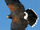 Harris' Hawk