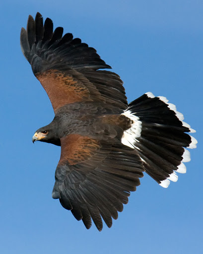 Harris' Hawk | NatureRules1 Wiki | Fandom