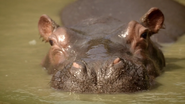 Ingenious Animals (2016)