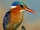 Malachite Kingfisher