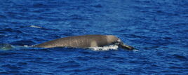 Shepherd's Beaked Whale