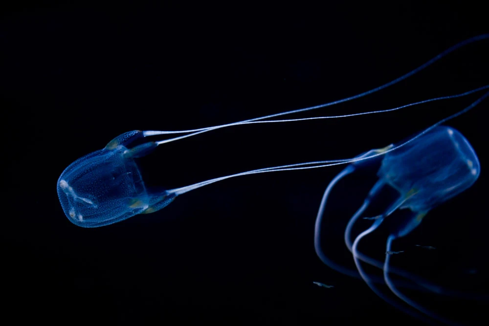 South African Box Jellyfish NatureRules1 Wiki Fandom