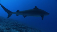 Wild Pacific (2009)