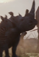 White Rhinoceros