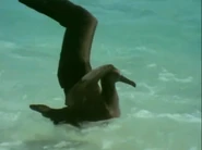 The Trials of Life Black-footed Albatross.png (532 KB) The Trials of Life (1990)