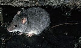Xeromys-myoides