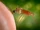 Malarial Mosquito