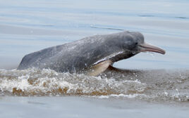 Bolivian River Dolphin