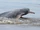 Bolivian River Dolphin