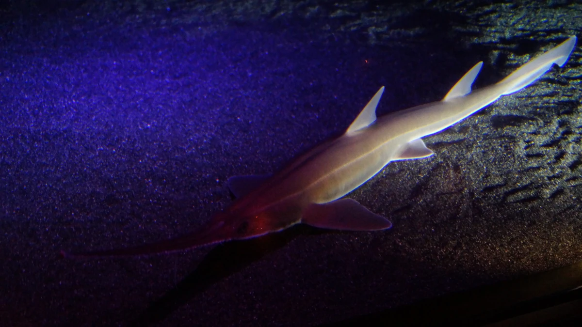 Japanese Sawshark NatureRules1 Wiki Fandom
