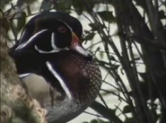 Kratts' Creatures (1996)