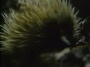 Nature of Australia (1988)