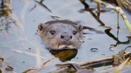 Springwatch (2005-)